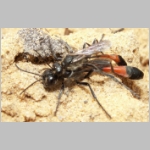 Ammophila sabulosa - Sandwespe 34c 16-20mm Paarung.jpg